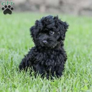 Shortcake, Cockapoo Puppy