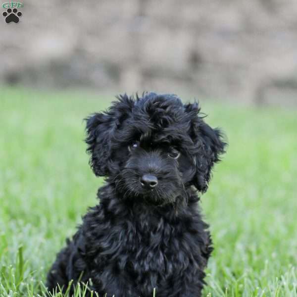 Shortcake, Cockapoo Puppy