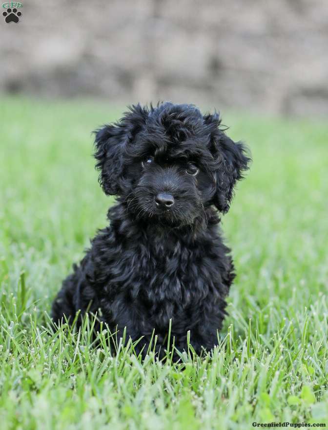 Shortcake (Cockapoo, Female) in Newburg, PA