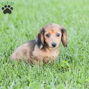 Journey, Dachshund Puppy