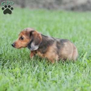 Journey, Dachshund Puppy