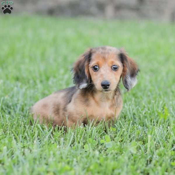 Journey, Dachshund Puppy