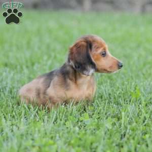 Journey, Dachshund Puppy