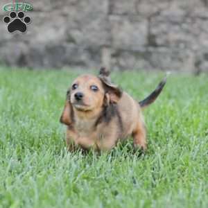 Journey, Dachshund Puppy