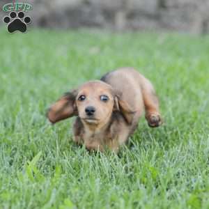Journey, Dachshund Puppy
