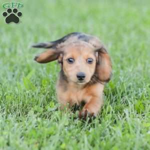 Journey, Dachshund Puppy