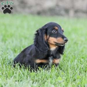 Hudson, Dachshund Puppy