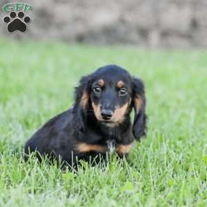Hudson, Dachshund Puppy