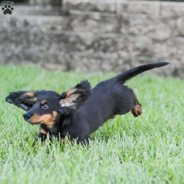 Hudson, Dachshund Puppy