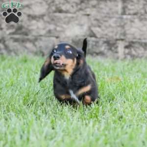 Hudson, Dachshund Puppy
