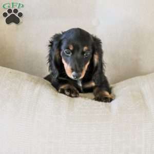 Hudson, Dachshund Puppy