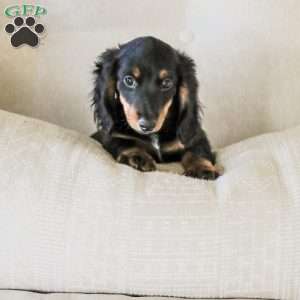 Hudson, Dachshund Puppy