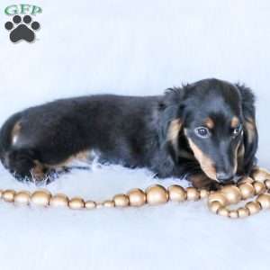 Hudson, Dachshund Puppy