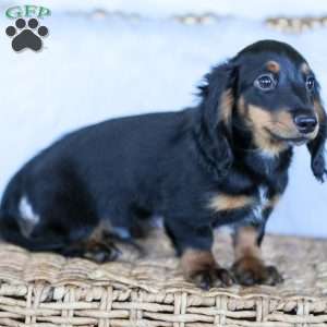 Hudson, Dachshund Puppy