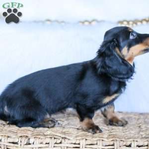 Hudson, Dachshund Puppy