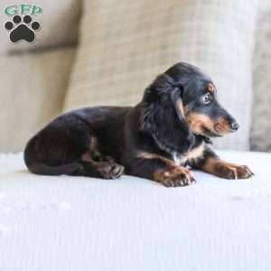 Hudson, Dachshund Puppy