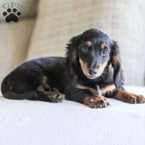 Hudson, Dachshund Puppy