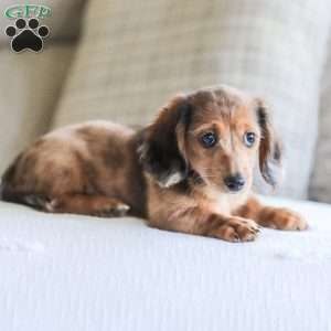 Journey, Dachshund Puppy