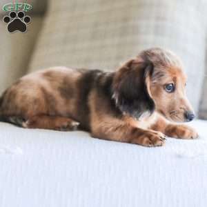 Journey, Dachshund Puppy
