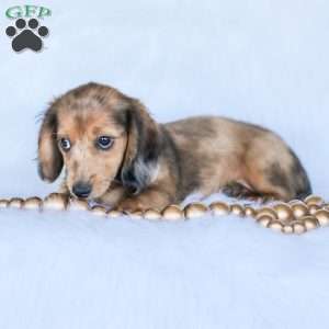 Journey, Dachshund Puppy