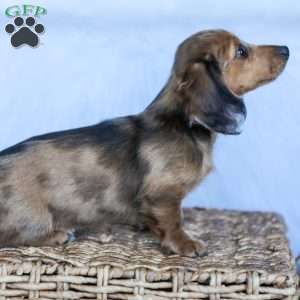 Journey, Dachshund Puppy