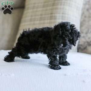 Shortcake, Cockapoo Puppy