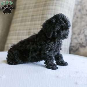 Shortcake, Cockapoo Puppy