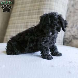 Shortcake, Cockapoo Puppy