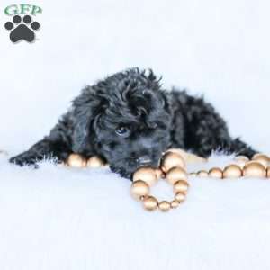 Shortcake, Cockapoo Puppy