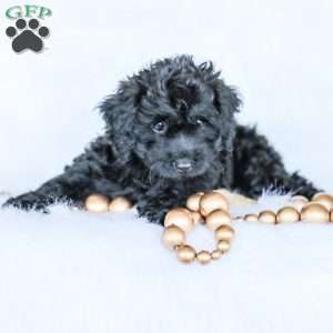 Shortcake, Cockapoo Puppy