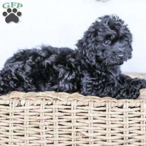 Shortcake, Cockapoo Puppy