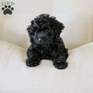 Shortcake, Cockapoo Puppy