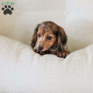 Journey, Dachshund Puppy