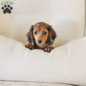 Journey, Dachshund Puppy