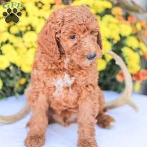 Big Boy, Miniature Poodle Puppy
