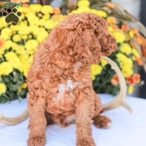 Big Boy, Miniature Poodle Puppy