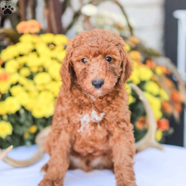Big Boy, Miniature Poodle Puppy