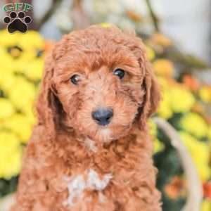 Big Boy, Miniature Poodle Puppy
