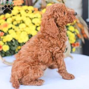 Big Boy, Miniature Poodle Puppy