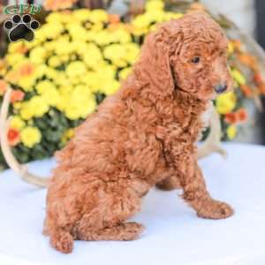 Big Boy, Miniature Poodle Puppy
