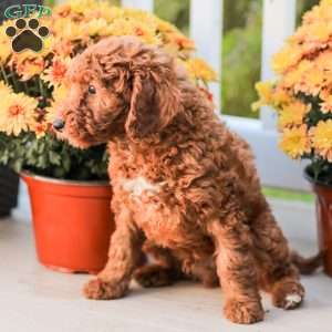 Big Boy, Miniature Poodle Puppy