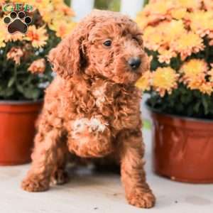 Big Boy, Miniature Poodle Puppy