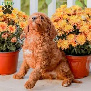 Big Boy, Miniature Poodle Puppy