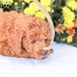 Jerry, Miniature Poodle Puppy