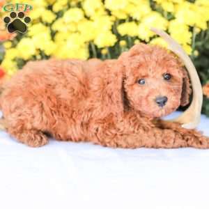 Jerry, Miniature Poodle Puppy