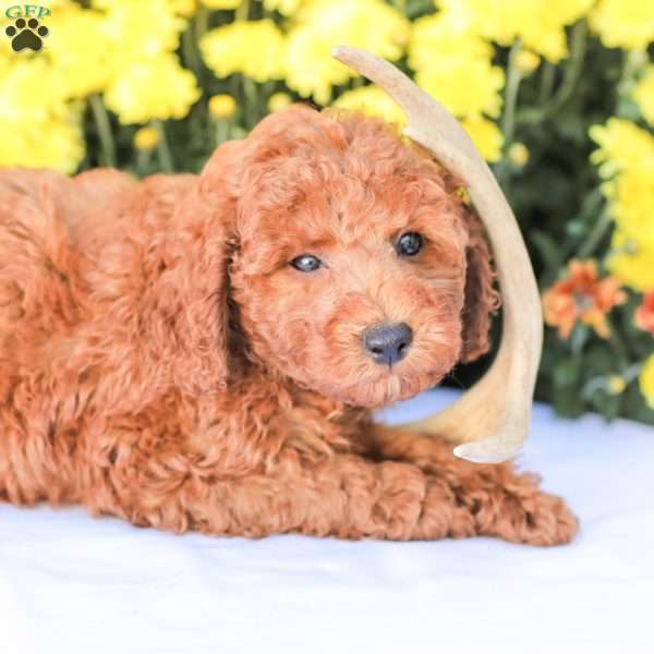 Jerry, Miniature Poodle Puppy