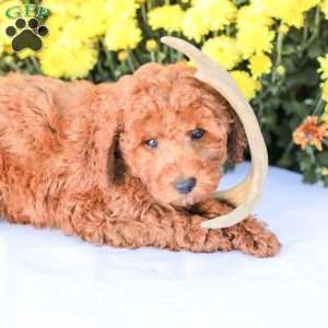 Jerry, Miniature Poodle Puppy