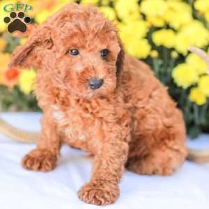 Jerry, Miniature Poodle Puppy
