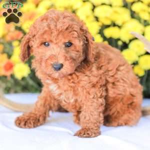 Jerry, Miniature Poodle Puppy