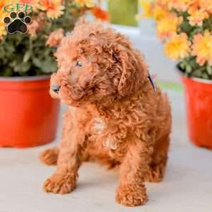 Jerry, Miniature Poodle Puppy
